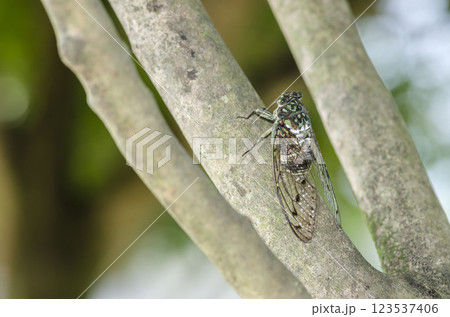 ミンミンゼミ ミンミンゼミ 123537406