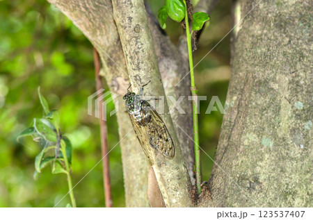 ミンミンゼミ ミンミンゼミ 123537407