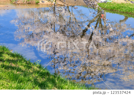 〈島根県〉玉造温泉　玉湯川の川面に映る満開の桜 123537424