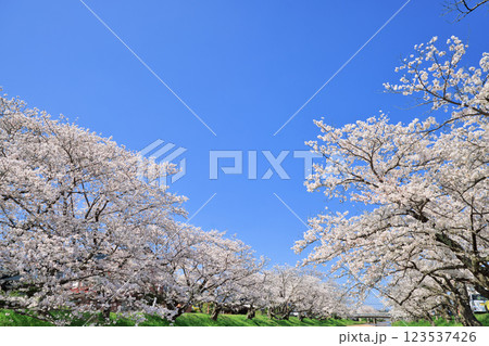 〈島根県〉玉造温泉　玉湯川沿いに咲く満開の桜 123537426