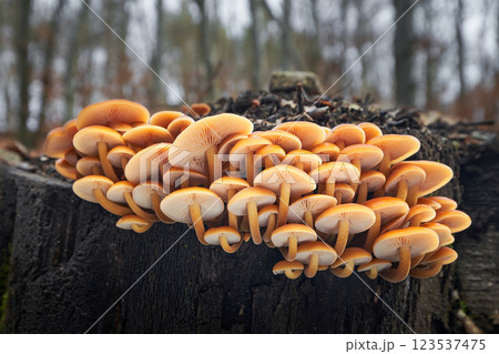 Flammulina velutipes Flammulina velutipes 123537475