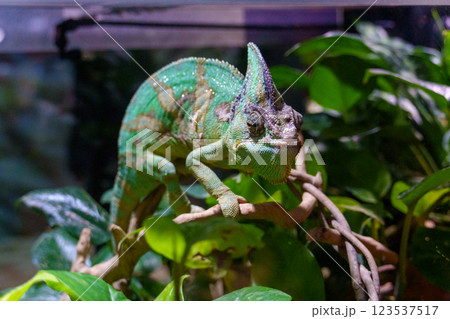 枝にとまるカメレオン 123537517