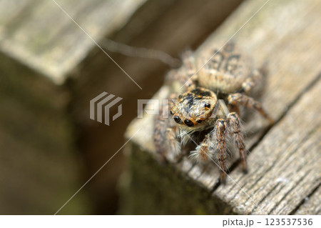 ネコハエトリ ネコハエトリ 123537536