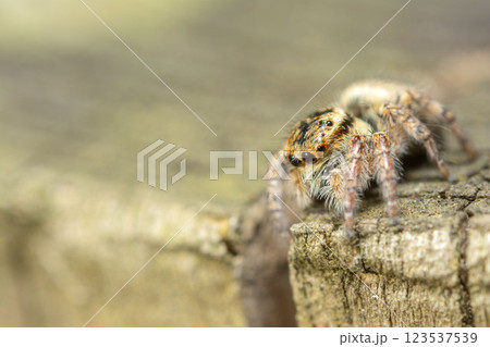 ネコハエトリ 123537539