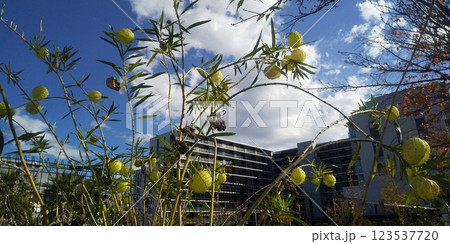 こじま花の会花畑のフウセントウワタの実 こじま花の会花畑のフウセントウワタの実 123537720
