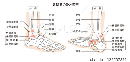 足関節の骨と靱帯　構造イラスト図 123537821
