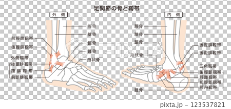 足関節の骨と靱帯　構造イラスト図 123537821