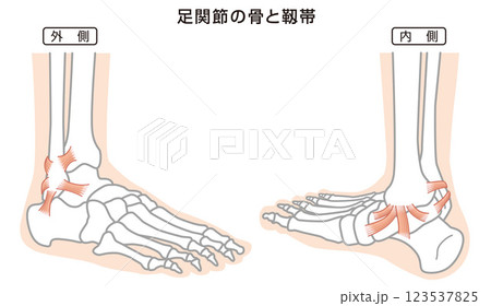足関節の骨と靱帯　構造イラスト図 123537825