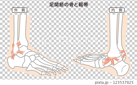 足関節の骨と靱帯　構造イラスト図 123537825