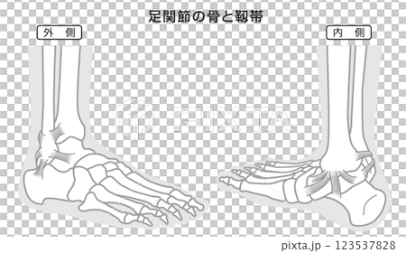 踝骨和韌帶結構圖，單色 123537828