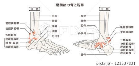 足関節の骨と靱帯　構造イラスト図 123537831