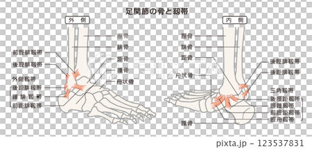 足関節の骨と靱帯　構造イラスト図 123537831