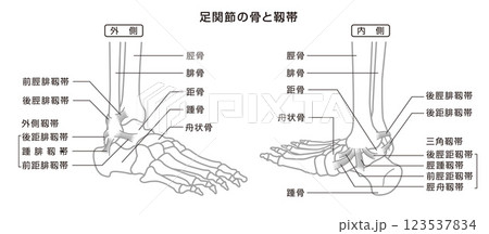 足関節の骨と靱帯　構造イラスト図　モノトーン 123537834