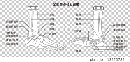足関節の骨と靱帯　構造イラスト図　モノトーン 123537834