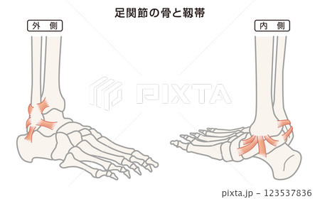 足関節の骨と靱帯　構造イラスト図 123537836