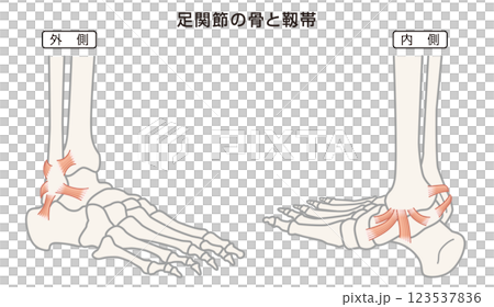 足関節の骨と靱帯　構造イラスト図 123537836