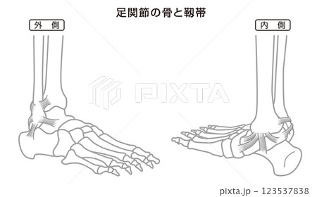 足関節の骨と靱帯　構造イラスト図　モノトーン 123537838