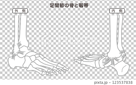 足関節の骨と靱帯　構造イラスト図　モノトーン 123537838