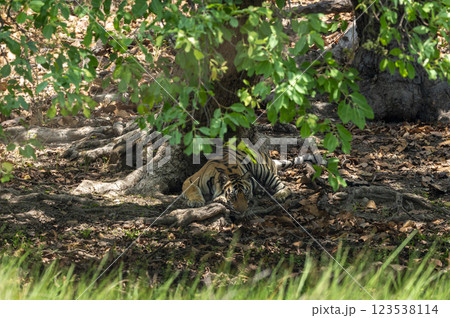 wild bengal tiger or panthera tigris at bandhavgarh National Park Forest Reserve madhya predesh India. sub adult male in tree shade with eye contact resting in his territory during jungle safari wild bengal tiger or panthera tigris at bandhavgarh National Park Forest Reserve madhya predesh India. sub adult male in tree shade with eye contact resting in his territory during jungle safari 123538114