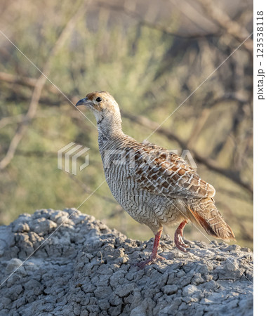 grey francolin or grey partridge or Francolinus pondicerianus close up or portrait in natural green background in jungle safari at Ranthambore national park forest tiger reserve rajasthan india asia 123538118