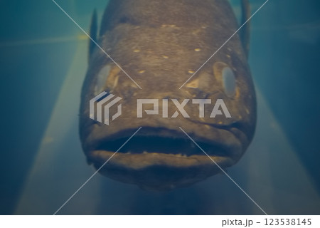 アンタークティックトゥースフィッシュの標本 123538145