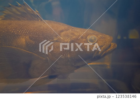 アンタークティックトゥースフィッシュの標本 アンタークティックトゥースフィッシュの標本 123538146