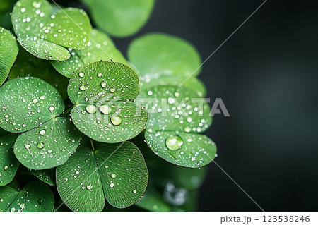 close-up macro shot of vibrant green clover leaves covered in glistening dew drops. 123538246
