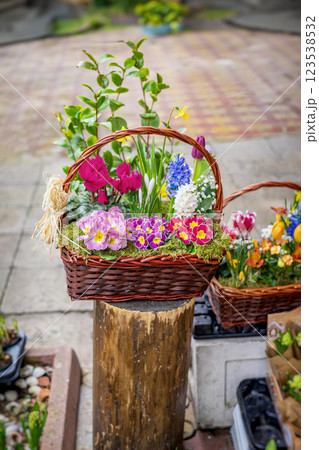 Decorative spring flower basket with blooming primroses and hyacinths close-up. Vibrant floral arrangement symbolizes renewal, spring, seasonal beauty 123538532