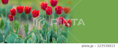 Beautiful red tulips on a flowering field in the springtime. Banner with copy space Beautiful red tulips on a flowering field in the springtime. Banner with copy space 123538813