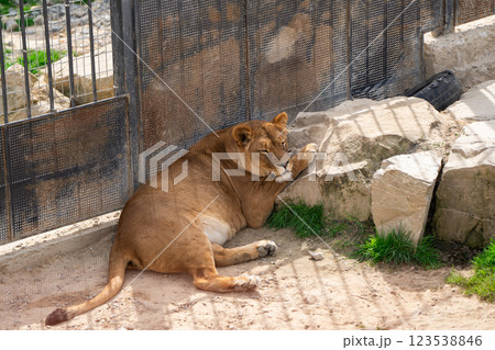 Beautiful lioness. Wild nature. Big cat. Selective focus Beautiful lioness. Wild nature. Big cat. Selective focus 123538846