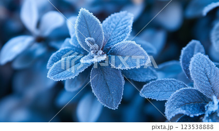 氷の花の背景素材(Generative AI) 氷の花の背景素材(Generative AI) 123538888