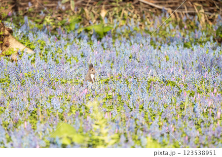北海道浦臼神社の風景 123538951