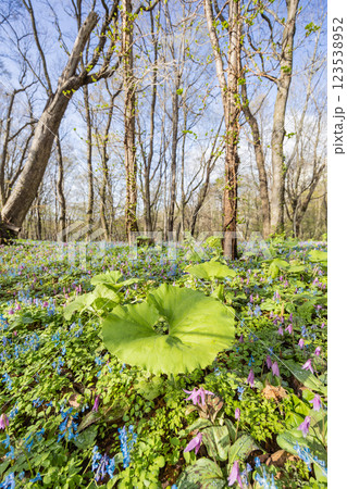 エゾエンゴサクとカタクリの群生地の風景 エゾエンゴサクとカタクリの群生地の風景 123538952