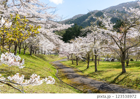 ダム公園の満開の桜の中の散歩風景 ダム公園の満開の桜の中の散歩風景 123538972