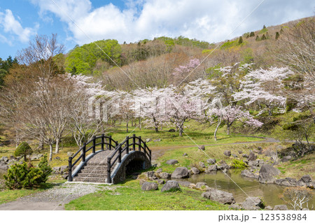 桜と橋のある函館のダム公園の風景 123538984