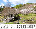函館のダム公園の桜と橋のある風景 123538987