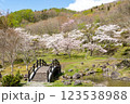 ダム公園(新中野ダム)の満開の桜と橋のある風景 123538988
