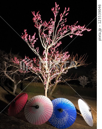 静岡県　和傘と梅ノ木のライトアップ　2月 123539046