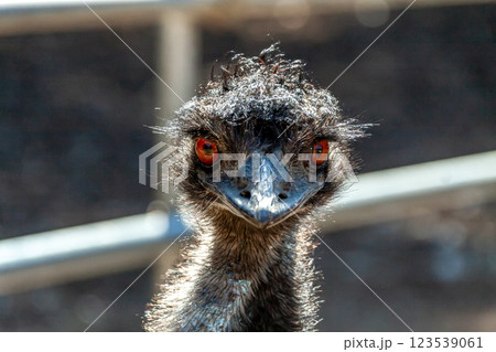 ヒクイドリ科エミューの顔【ちょっと威嚇する顔 123539061