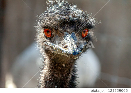 ヒクイドリ科エミューの顔【ちょっと威嚇する顔 123539066