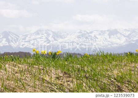 北海道美瑛から見る十勝岳連峰 北海道美瑛から見る十勝岳連峰 123539073