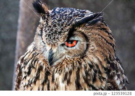 虹彩が鮮やかなベンガルワシミミズク【小型哺乳類】 123539128