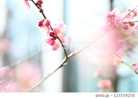 春の日差しを浴びて咲く満開の紅梅 123539258