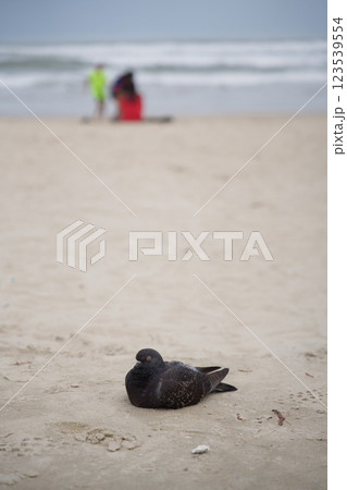 海辺にたたずむハト 123539554