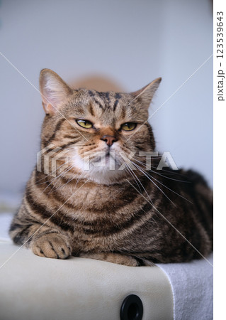 British tabby cat posing for the camera 123539643