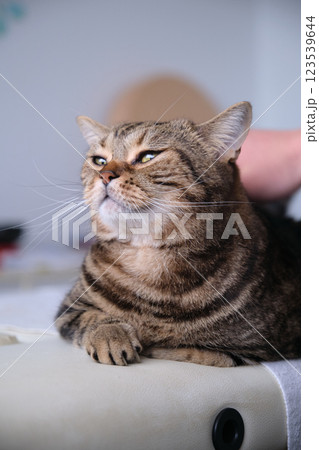 Hand stroking British tabby cat 123539644