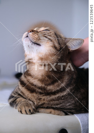 Hand stroking British tabby cat 123539645