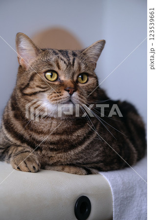 British tabby cat posing for the camera British tabby cat posing for the camera 123539661