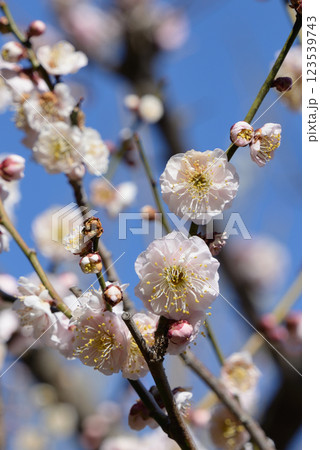 ウメ（花香実） 123539743