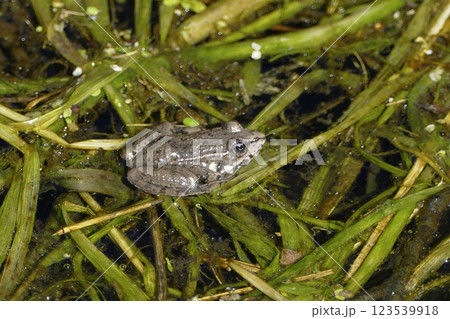 Portrait of a frog 123539918